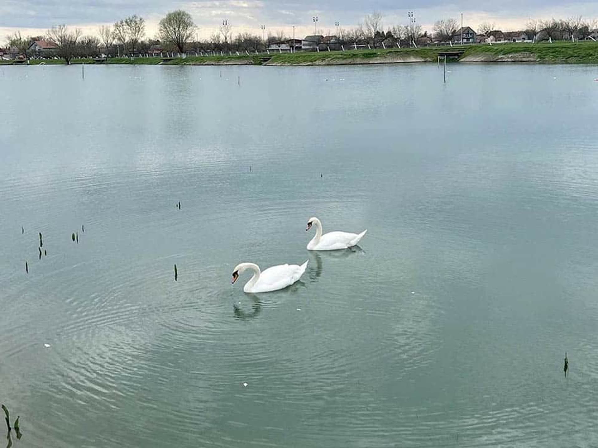 Swans on the lake