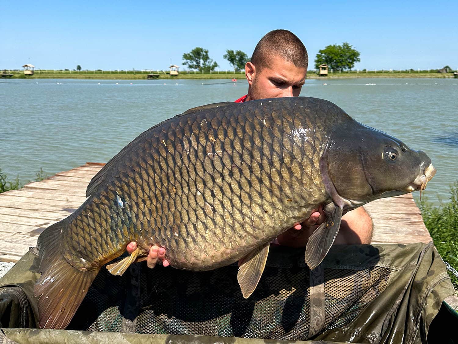 Carp